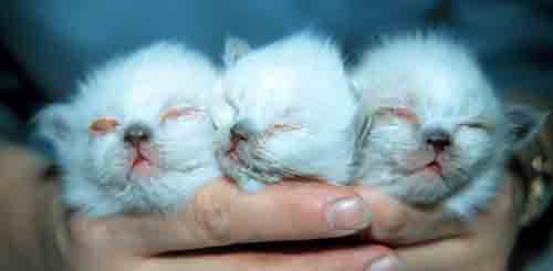 kittens with upper urinary tract infection